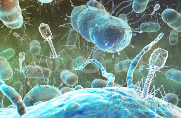 Бактериофаги борются с возбудителями болезней