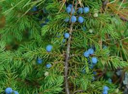 Легенды о травах. Можжевельник обыкновенный