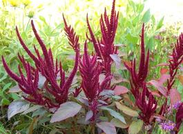 Амарант - забытая злаковая чудо-культура. Сквален способен тормозить процессы старения кожи.