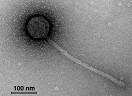 Новый бактериофаг Vic9 может стать альтернативой антибиотикам в лечении туберкулеза