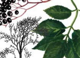 Легенды о травах. Бузина.