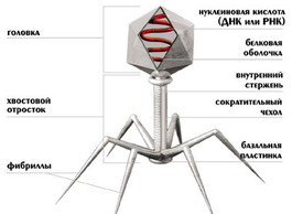 Бактериофаги: современные аспекты применения, перспективы на будущее