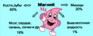 Магний в организме человека: его роль, источники, нехватка
