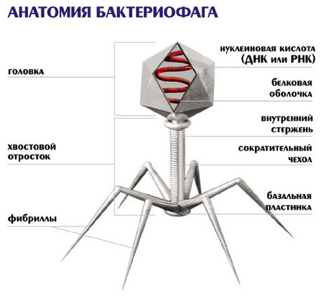 Бактериофаги: современные аспекты применения, перспективы на будущее