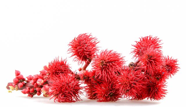kleshchevina obyknovennaya 2