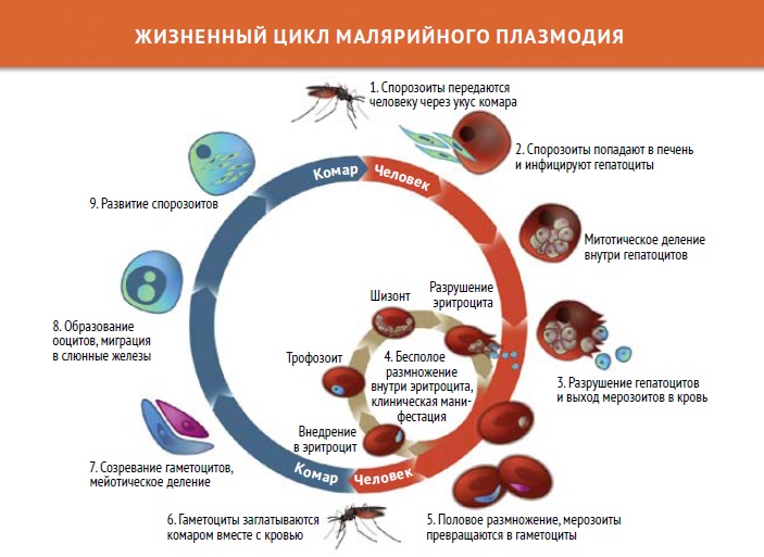 3. Жизненный цикл малярийных плазмодиев. Пути и источники заражения.