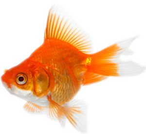 18_Goldfish