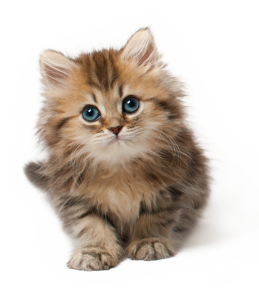 18_kitten_png_by_lg_design-d66s97o