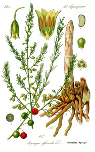 illustration_asparagus_officinalis0b