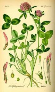 Trifolium-pratense