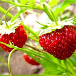 strawberry1-juice