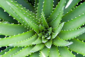 Close-up of Aloe Plant at Garden of the Sleeping Giant