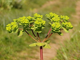 Euphorbia_helioscopia_flowers